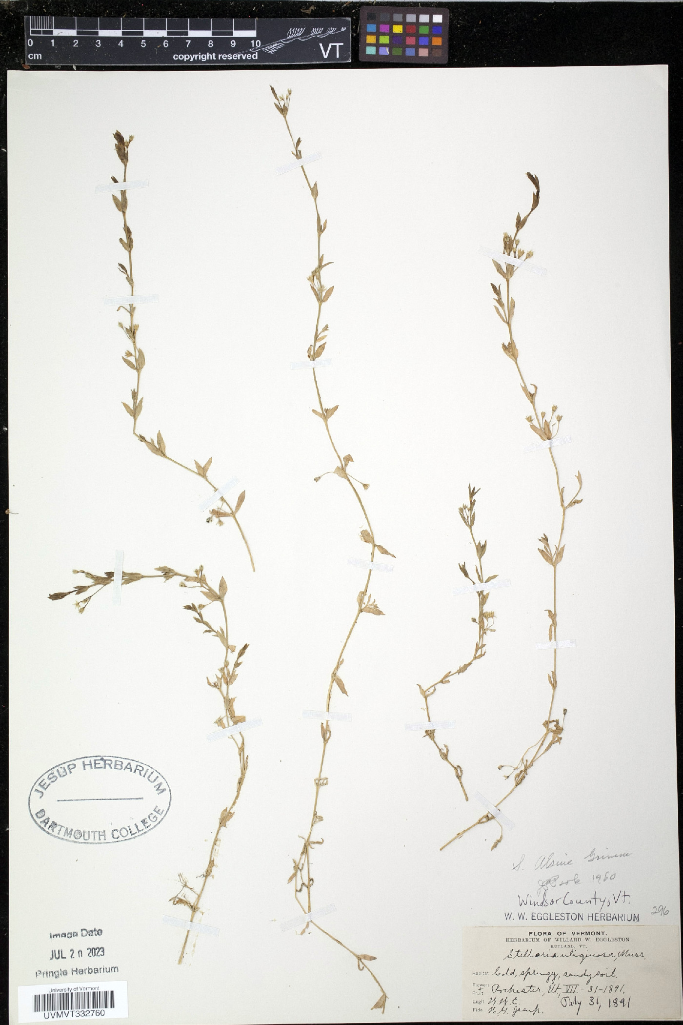 Stellaria alsine image