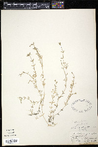 Stellaria alsine image