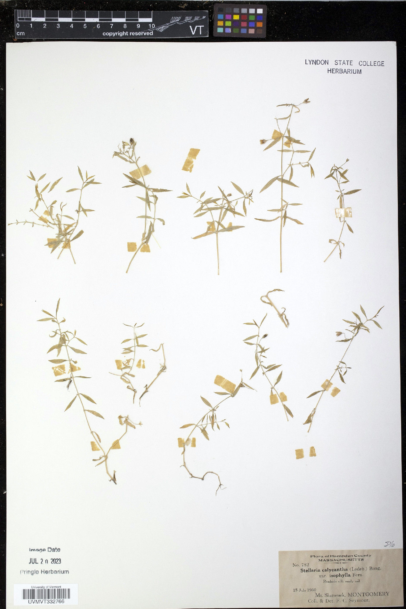 Stellaria calycantha var. isophylla image