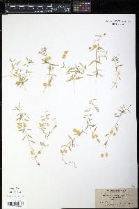 Stellaria calycantha var. isophylla image