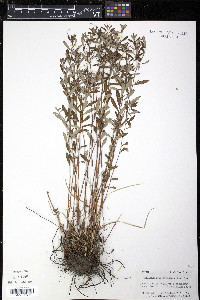 Crocanthemum canadense image