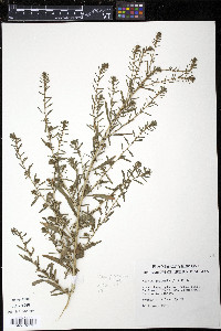 Bassia scoparia image