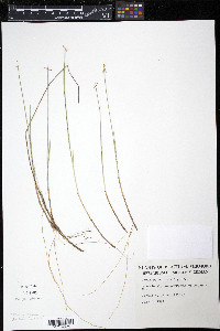 Carex pauciflora image