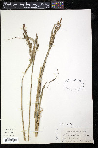 Carex scabrata image