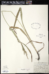 Carex rostrata image