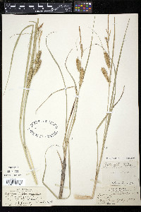 Carex rostrata image