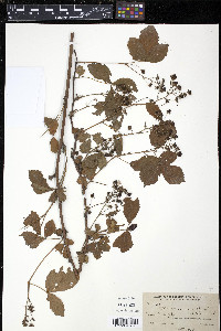 Rubus vermontanus image