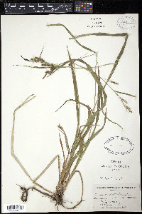 Carex scabrata image