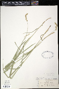Carex projecta image