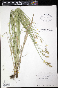 Carex projecta image