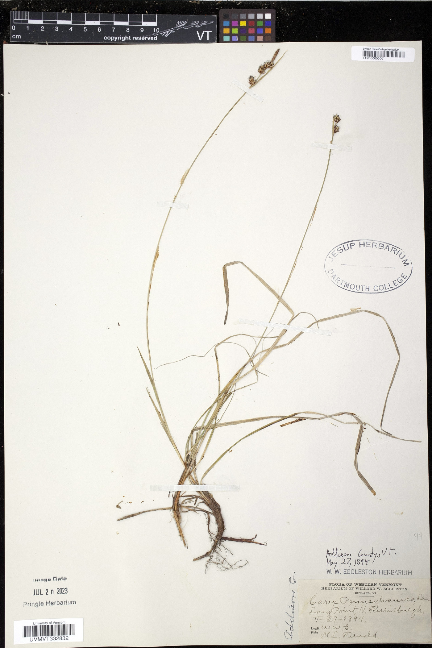Carex pennsylvanica image
