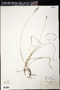 Carex pennsylvanica image
