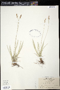 Carex pennsylvanica image