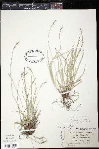 Carex peckii image