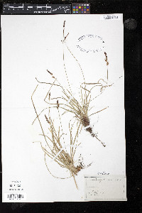 Carex pennsylvanica image