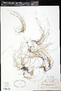 Carex novae-angliae image