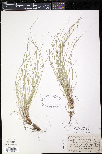 Carex novae-angliae image