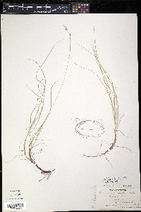 Carex novae-angliae image