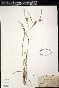 Carex houghtonii image