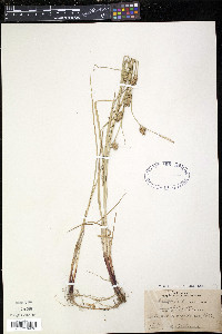 Carex houghtonii image