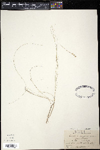 Carex interior image