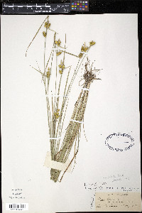 Carex flava image