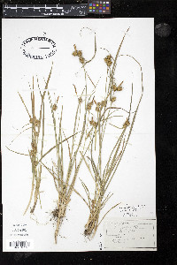 Carex flava image