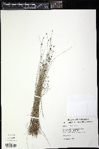 Eleocharis elliptica image
