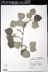 Populus × canescens image