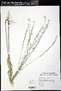 Berteroa incana image