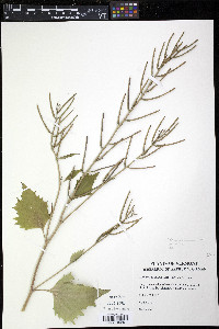 Alliaria petiolata image