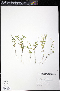 Moehringia lateriflora image