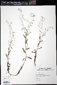 Myosotis laxa image