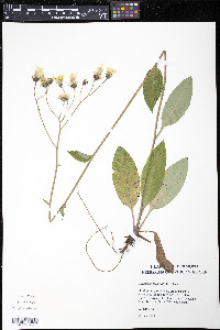 Hieracium vulgatum image