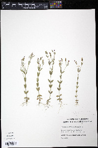 Centaurium pulchellum image