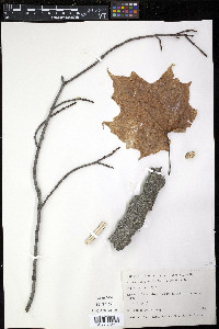 Acer nigrum image