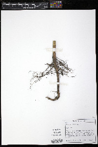 Helianthus tuberosus image