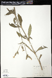 Silene nivea image