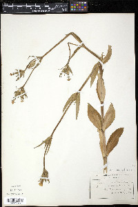 Silene noctiflora image