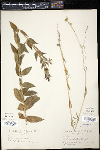 Silene regia image
