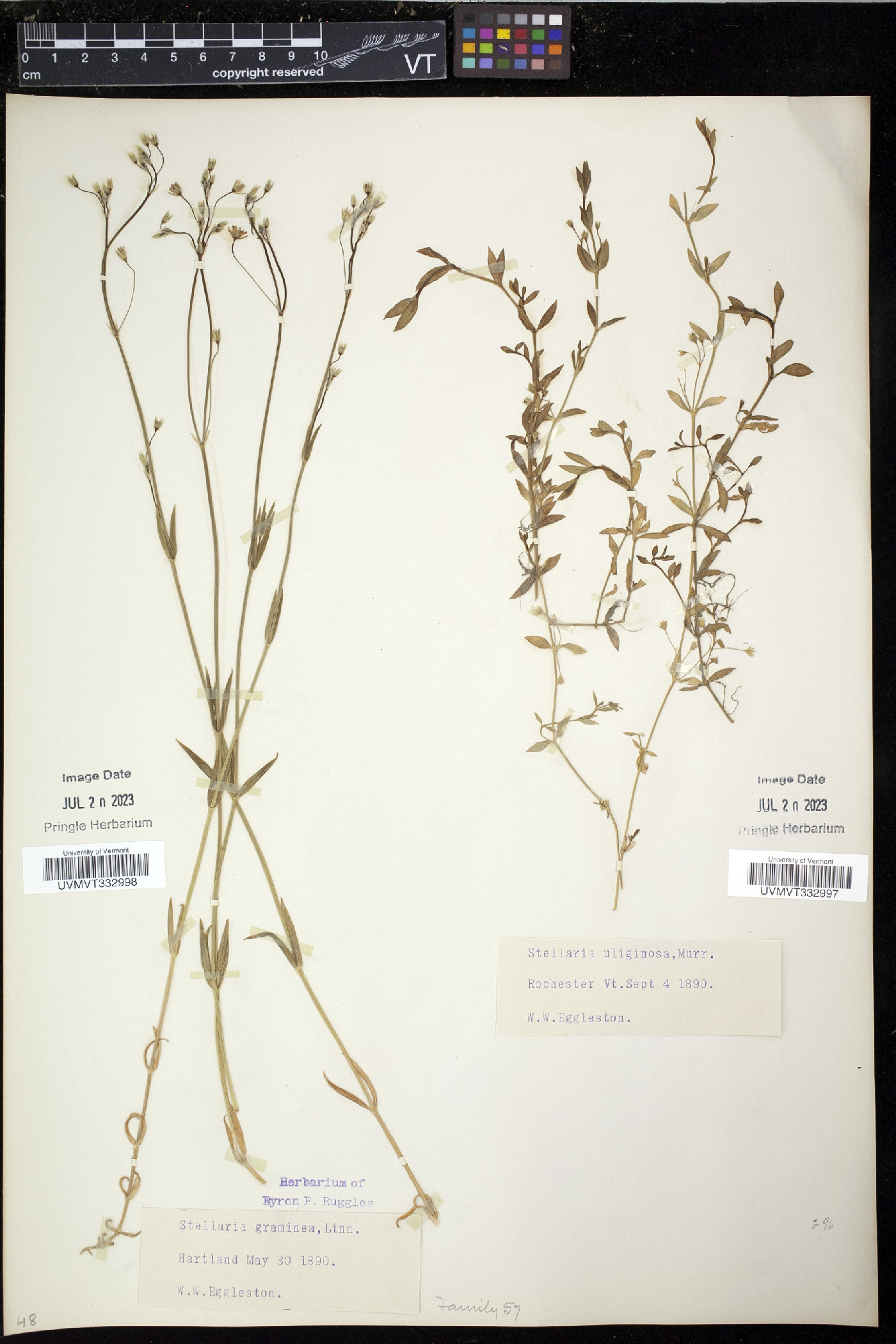 Stellaria uliginosa image