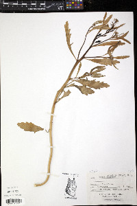 Cakile edentula image