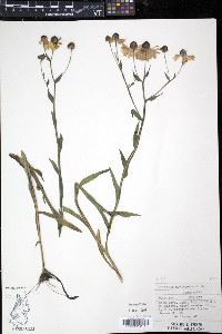 Helenium flexuosum image