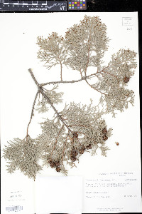 Chamaecyparis lawsoniana image