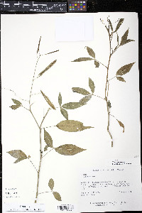 Hemiscola aculeata image