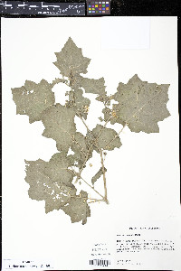 Solanum viarum image