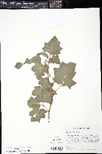 Solanum viarum image