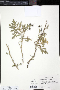 Solanum sisymbriifolium image