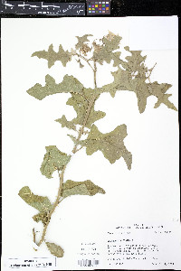 Solanum dimidiatum image