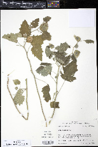 Physalis mollis image